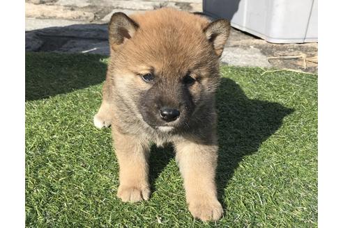 成約済の長崎県の柴犬-42500の1枚目