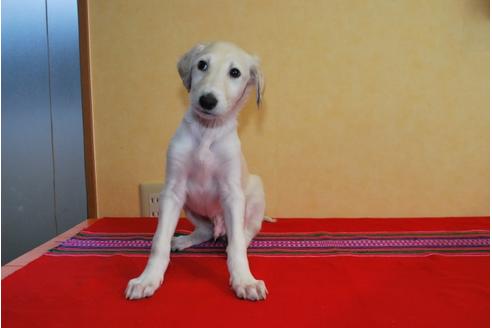 成約済の京都府のミックス犬-42503の1枚目