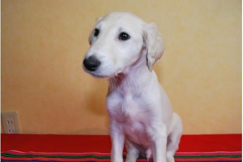 成約済の京都府のミックス犬-42503の2枚目