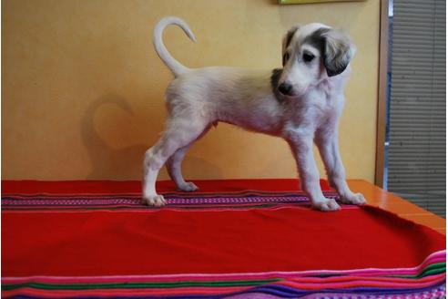 成約済の京都府のミックス犬-42504の3枚目