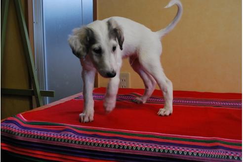 成約済の京都府のミックス犬-42504の1枚目
