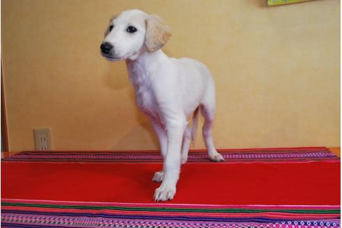 成約済の京都府のミックス犬-42505の2枚目