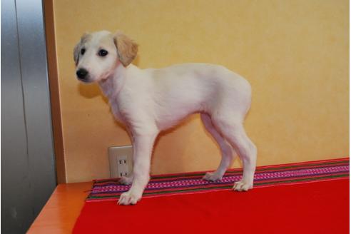 成約済の京都府のミックス犬-42505の3枚目