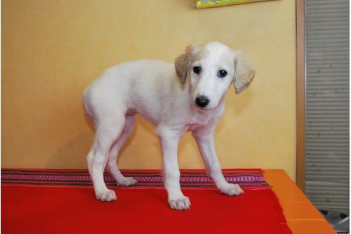 成約済の京都府のミックス犬-42505の1枚目