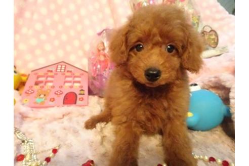 成約済の静岡県のトイプードル-42547の1枚目