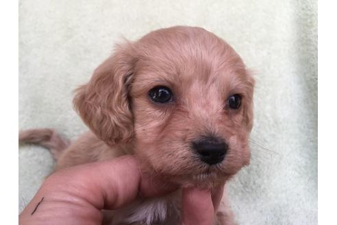 成約済の茨城県のミックス犬-42549の4枚目
