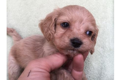 成約済の茨城県のミックス犬-42549の5枚目
