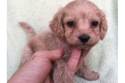 成約済の茨城県のミックス犬-42549の1枚目