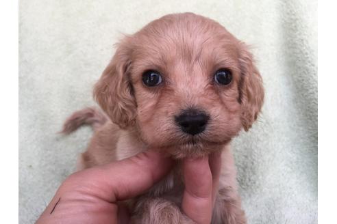 成約済の茨城県のミックス犬-42549の2枚目