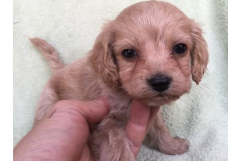 成約済の茨城県のミックス犬-42549の3枚目