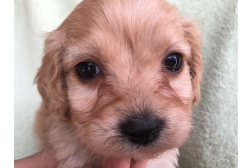 成約済の茨城県のミックス犬-42550の4枚目