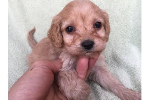 成約済の茨城県のミックス犬-42550の5枚目