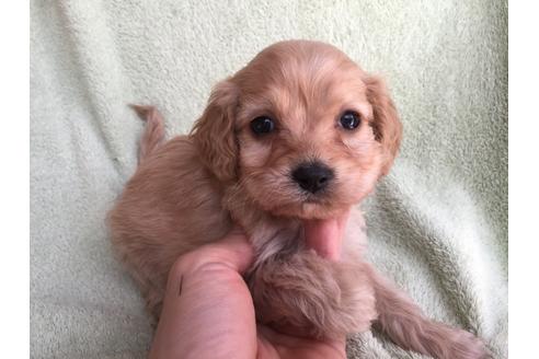 成約済の茨城県のミックス犬-42550の2枚目