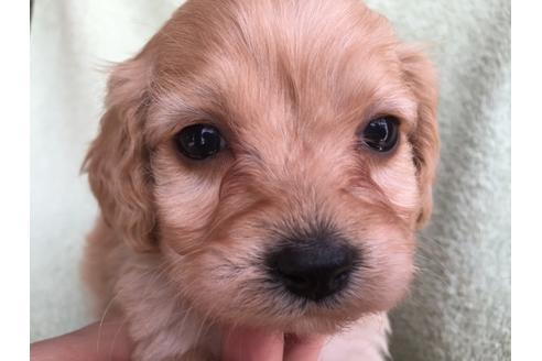 成約済の茨城県のミックス犬-42550の1枚目