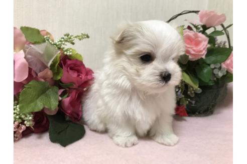 成約済の大阪府のマルチーズ-42605の3枚目