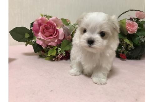 成約済の大阪府のマルチーズ-42605の1枚目
