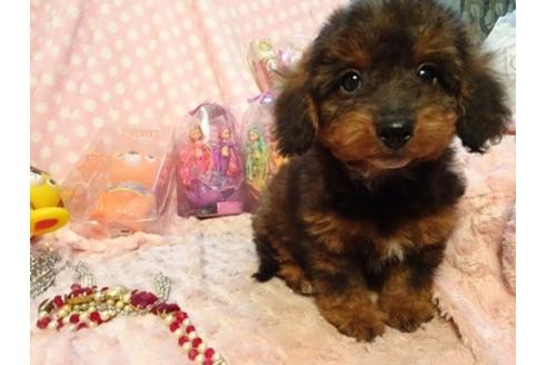 成約済の静岡県のミックス犬-42609の3枚目