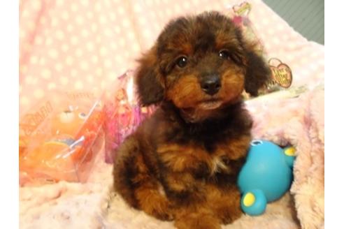 成約済の静岡県のミックス犬-42609の4枚目