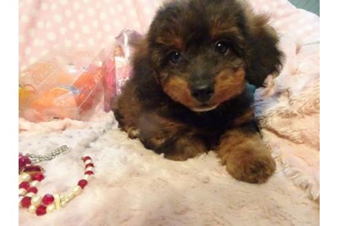 成約済の静岡県のミックス犬-42609の5枚目