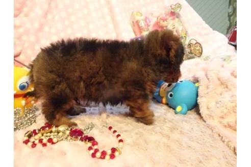 成約済の静岡県のミックス犬-42609の1枚目
