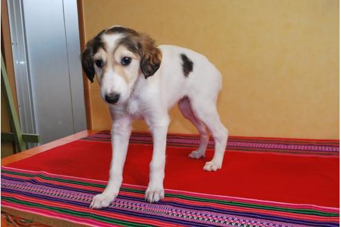 成約済の京都府のミックス犬-41562の1枚目
