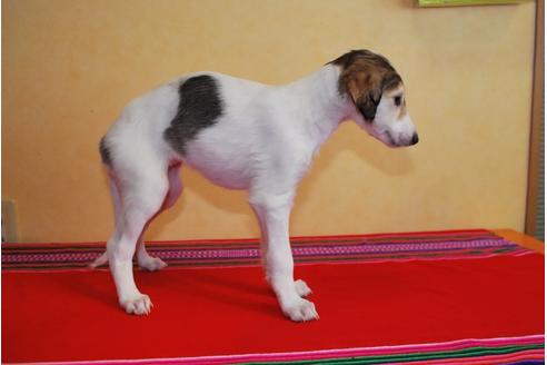 成約済の京都府のミックス犬-41562の2枚目