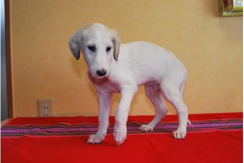 成約済の京都府のミックス犬-41561の2枚目