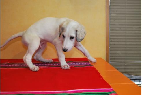 成約済の京都府のミックス犬-41561の3枚目