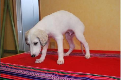 成約済の京都府のミックス犬-41561の1枚目