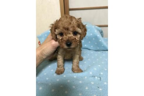 成約済の大阪府のティーカッププードル-42656の1枚目