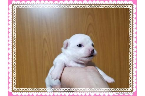成約済の長崎県のチワワ(ロングコート)-42671の3枚目