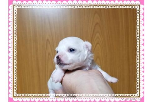 成約済の長崎県のチワワ(ロングコート)-42671の2枚目