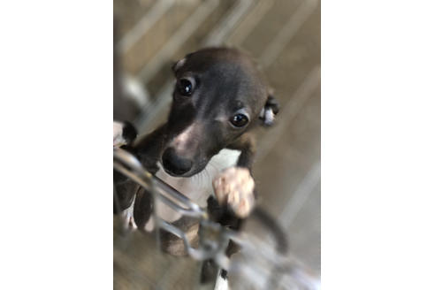 成約済の山梨県のイタリアングレーハウンド(イタグレ)-38953の4枚目