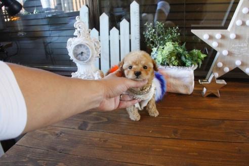 成約済の埼玉県のトイプードル-42675の5枚目