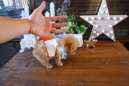 成約済の埼玉県のトイプードル-42675の1枚目