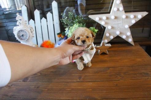 成約済の埼玉県のトイプードル-42675の2枚目