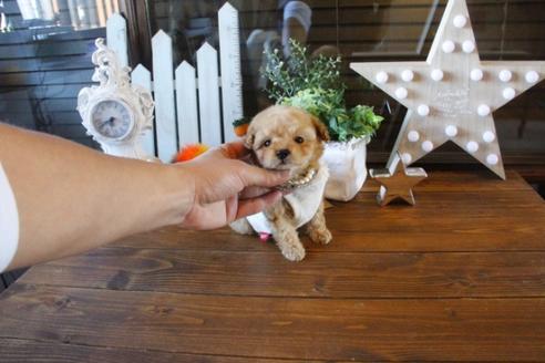 成約済の埼玉県のトイプードル-42675の3枚目