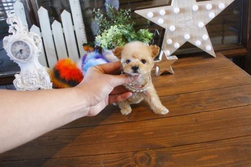 成約済の埼玉県のトイプードル-42676の3枚目