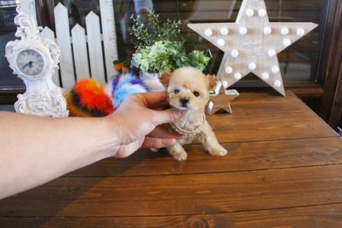 成約済の埼玉県のトイプードル-42676の4枚目