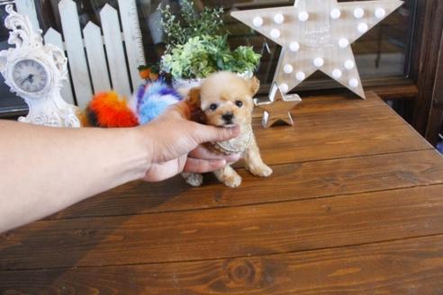 成約済の埼玉県のトイプードル-42676の5枚目