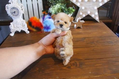 成約済の埼玉県のトイプードル-42676の1枚目