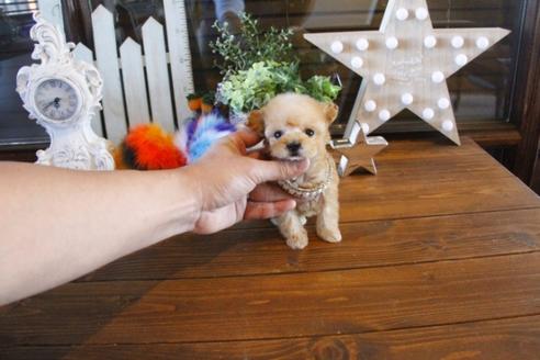 成約済の埼玉県のトイプードル-42676の2枚目