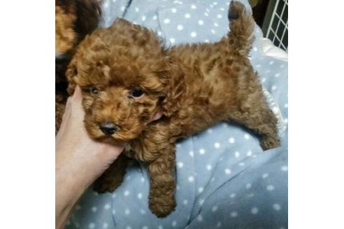 成約済の岐阜県のトイプードル-42684の1枚目