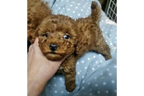 成約済の岐阜県のトイプードル-42685の1枚目