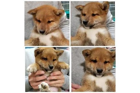 成約済の北海道の柴犬-40617の2枚目
