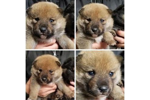 成約済の北海道の柴犬-40617の1枚目