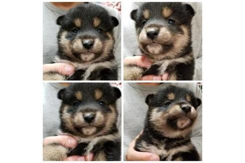 成約済の北海道の柴犬-42688の1枚目
