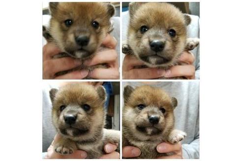 成約済の北海道の柴犬-42689の1枚目