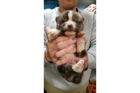 成約済の北海道の秋田犬-42690の1枚目