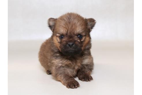 成約済の栃木県のミックス犬-42696の2枚目